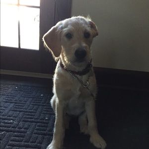 Meet your Posher, Sam